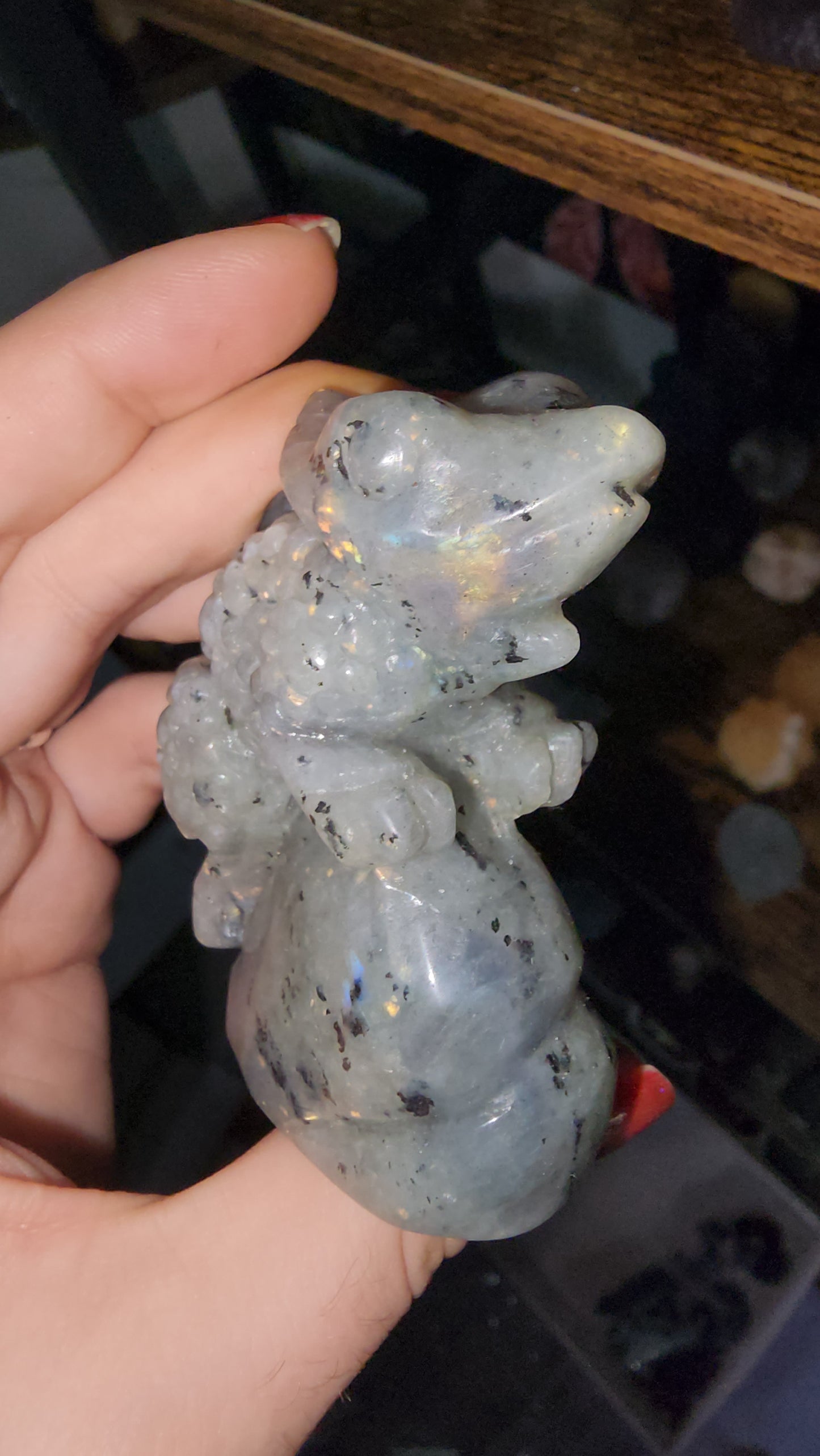 Labradorite lizard Chameleon