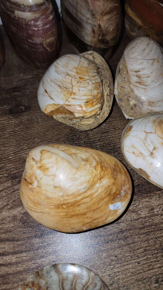 Fossilized Clams / ribbed bivalves clams Jurassic age